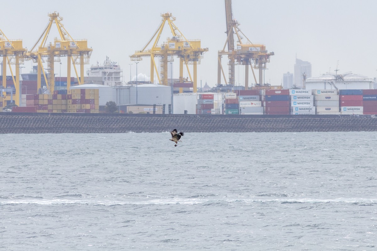 White-bellied Sea-Eagle - Greg McLachlan