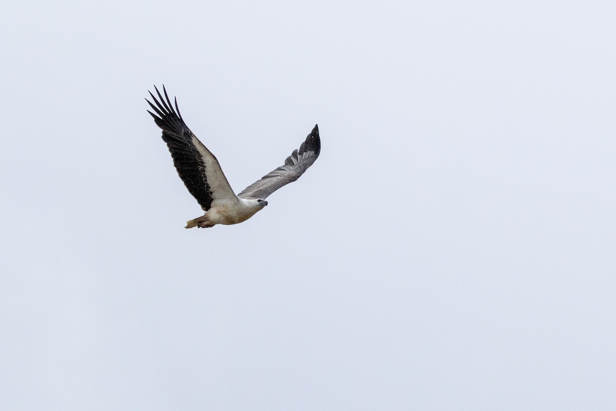 White-bellied Sea-Eagle - ML622642890