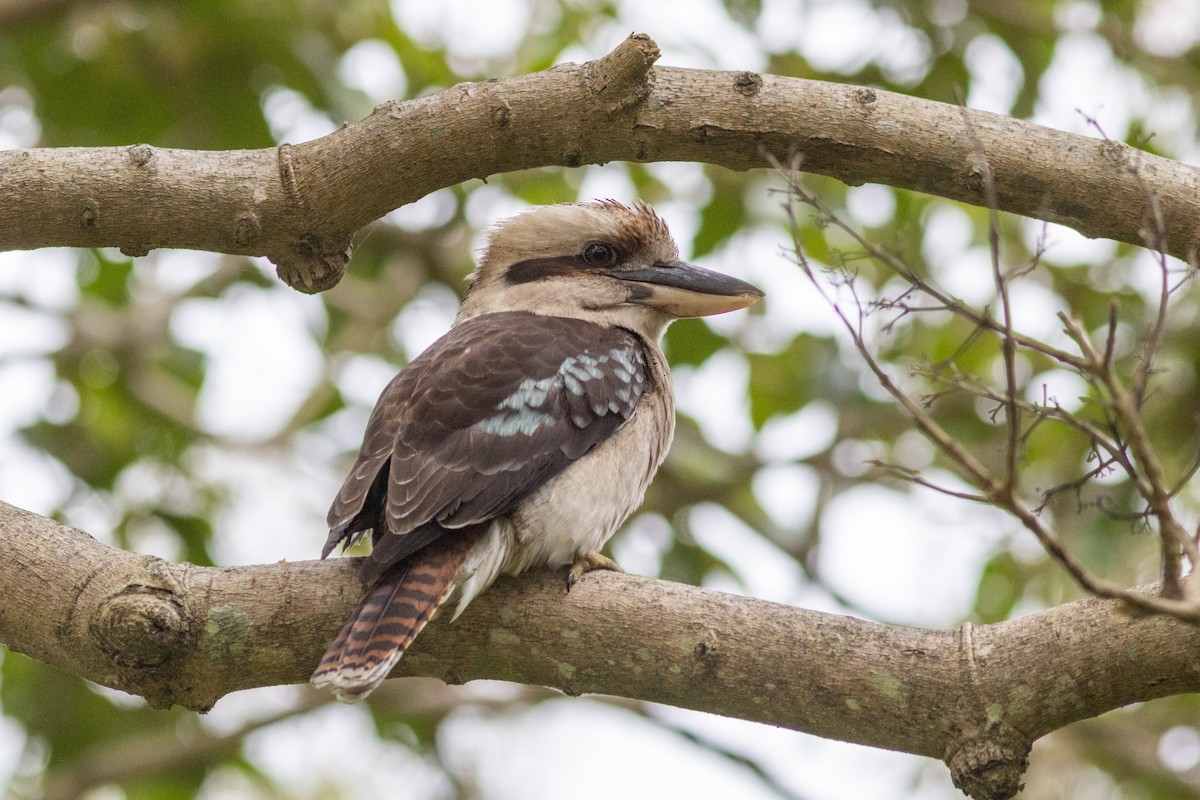 Laughing Kookaburra - ML622642906