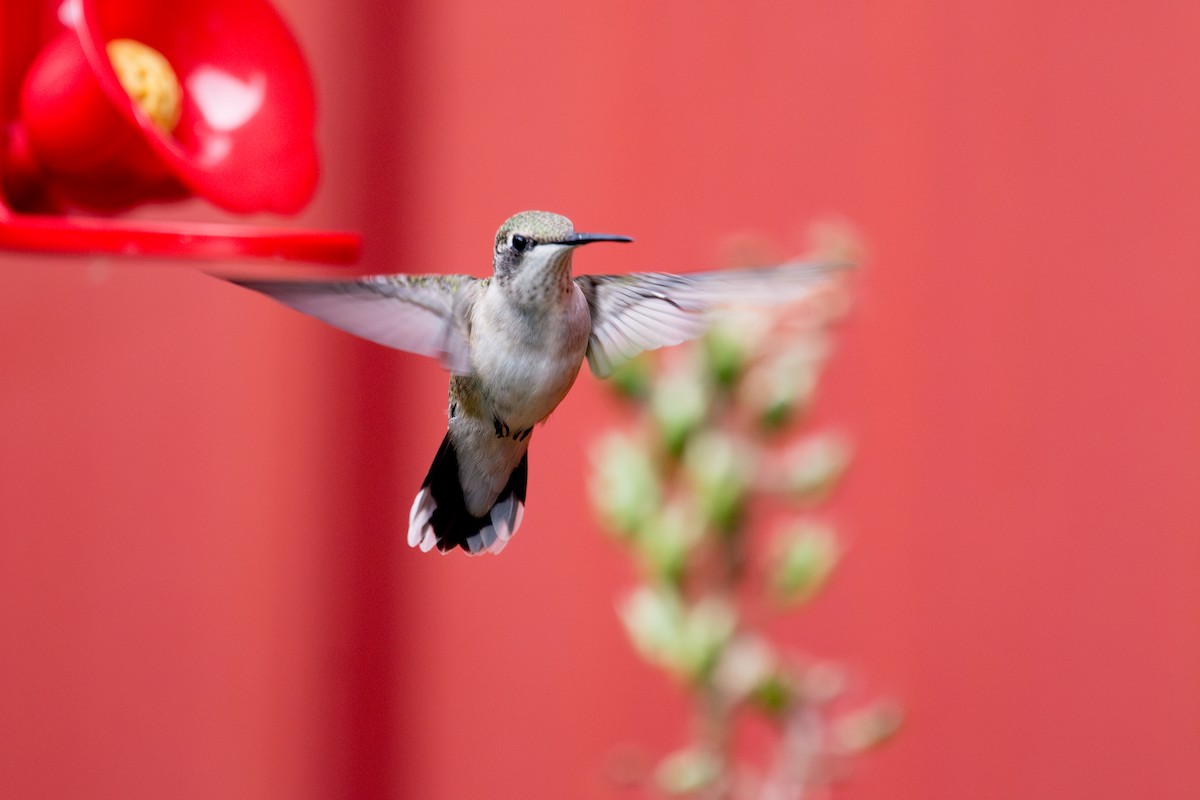 Ruby-throated Hummingbird - Randy Dzenkiw