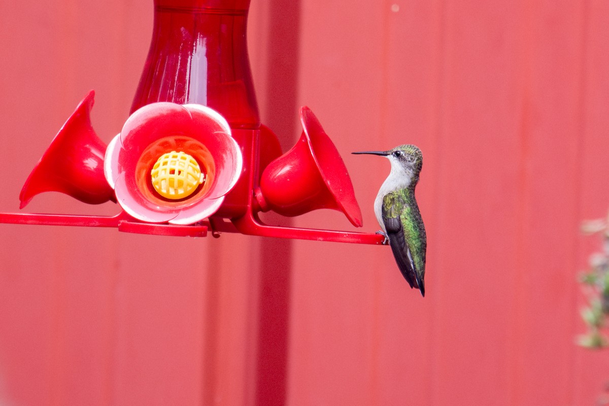 Ruby-throated Hummingbird - ML622642930