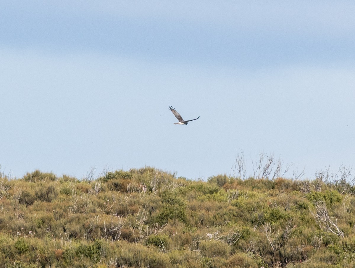 Swamp Harrier - ML622642945