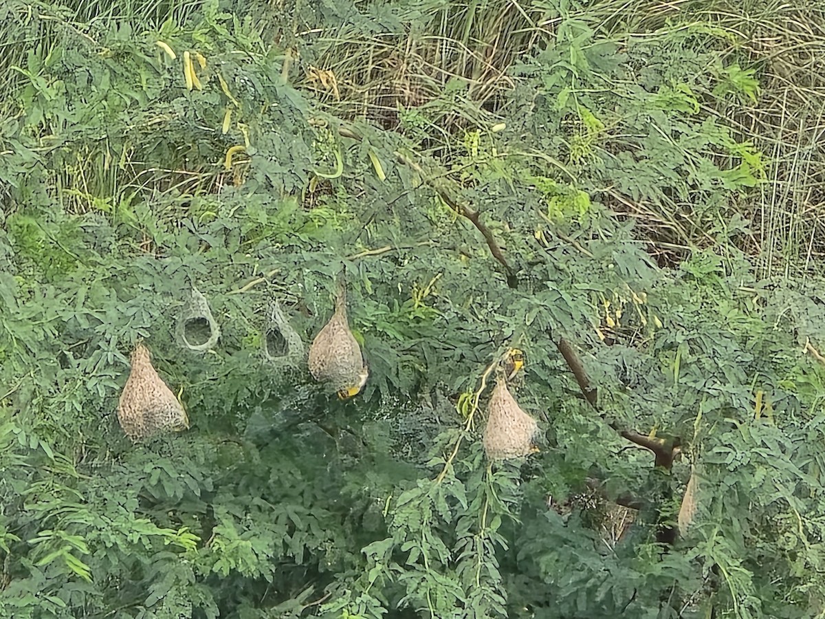 Baya Weaver - Shivakumar Gangal