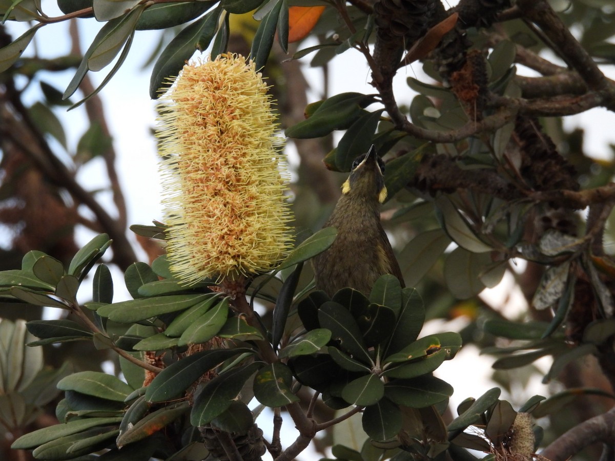 Lewin's Honeyeater - Alex Ferguson