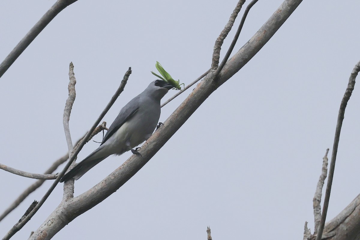 White-bellied Cuckooshrike - 國凌 薛