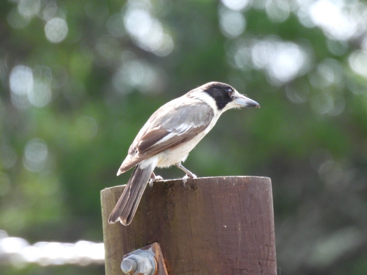 Gray Butcherbird - Alex Ferguson