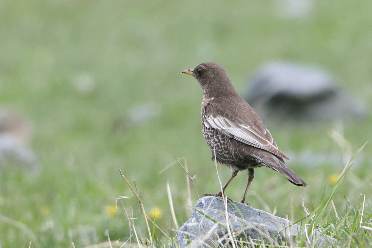 Ring Ouzel (Caucasian) - ML622643037