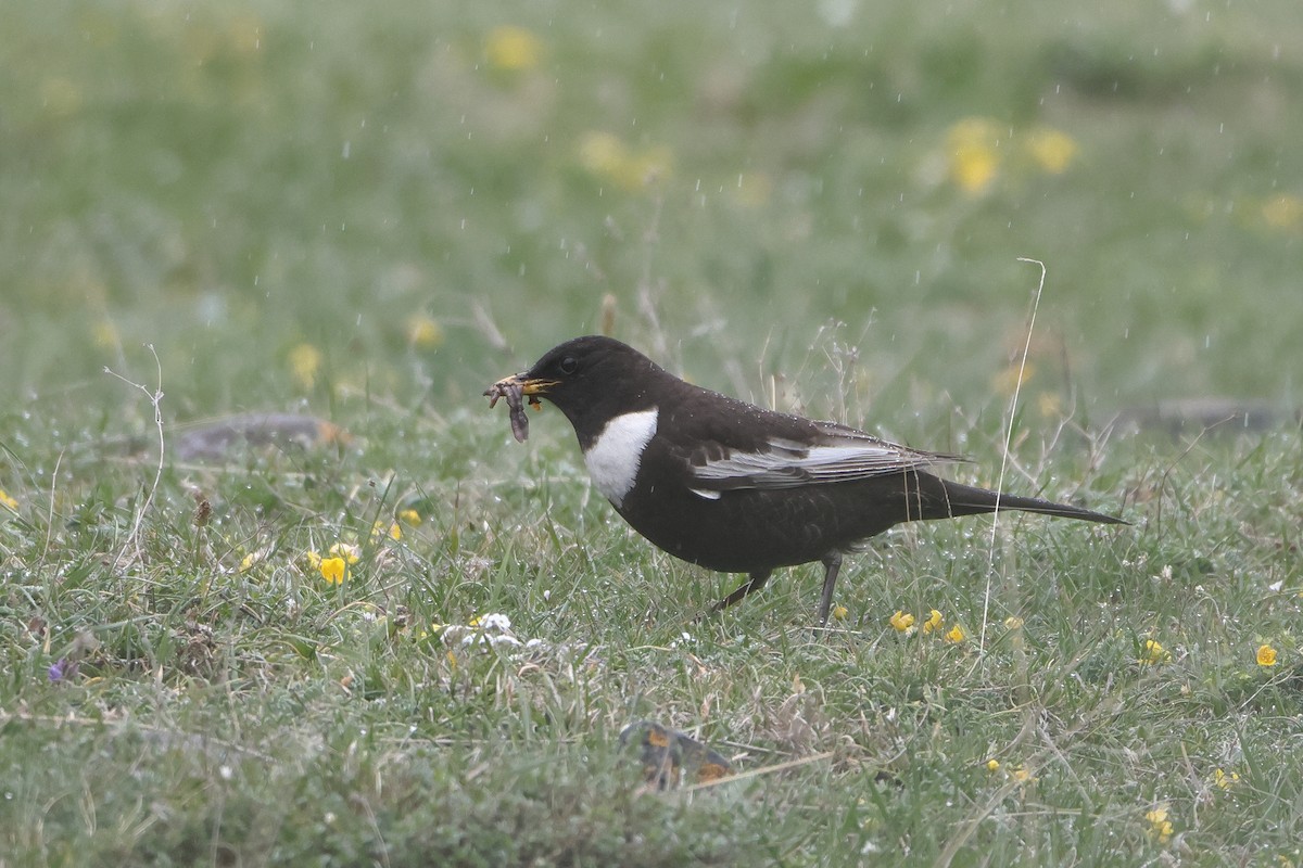 Ring Ouzel (Caucasian) - ML622643038