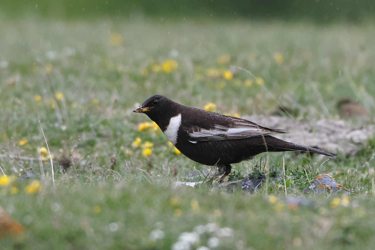 Ring Ouzel (Caucasian) - Ohad Sherer