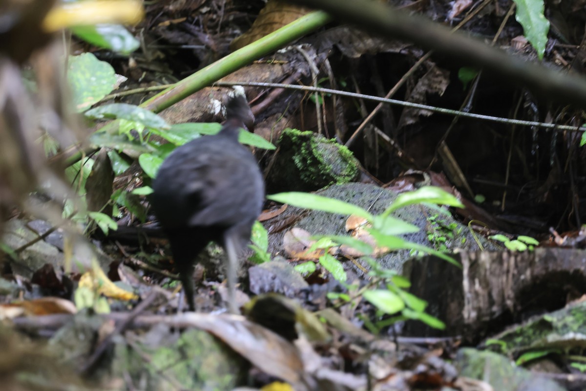 Dusky Megapode - ML622643076