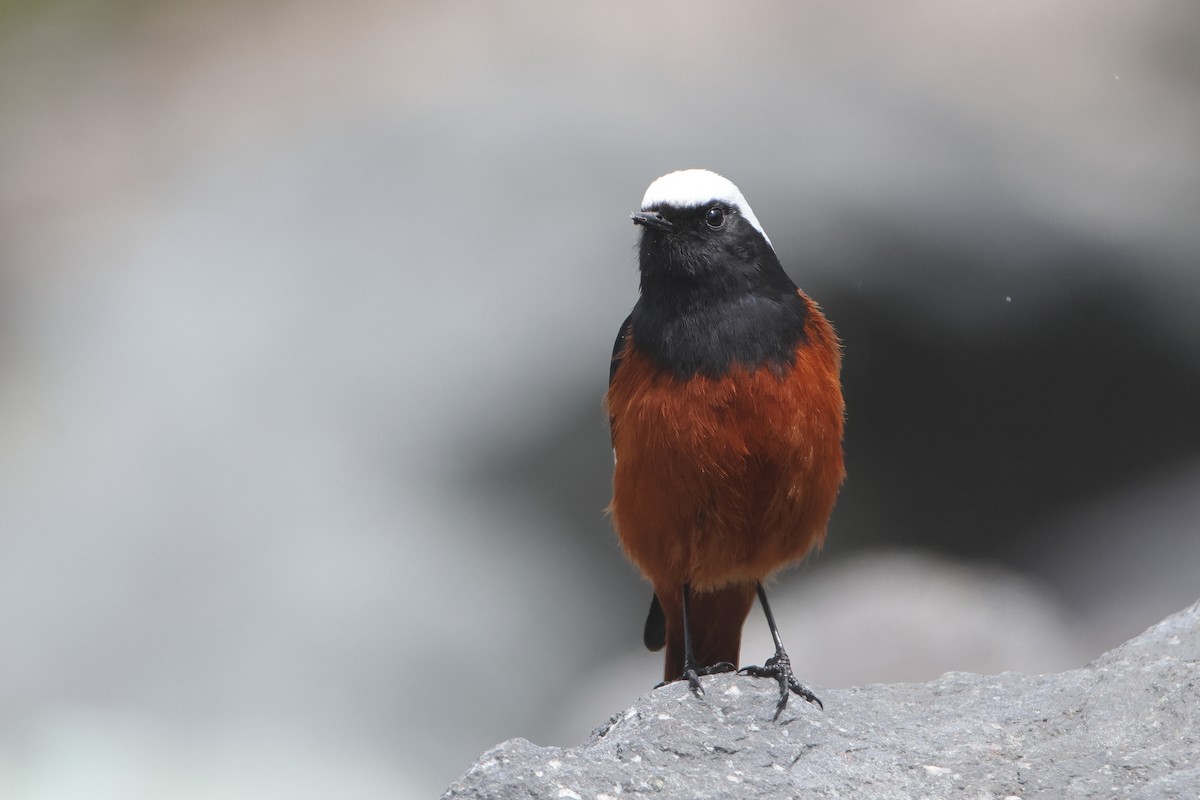 White-winged Redstart - ML622643156