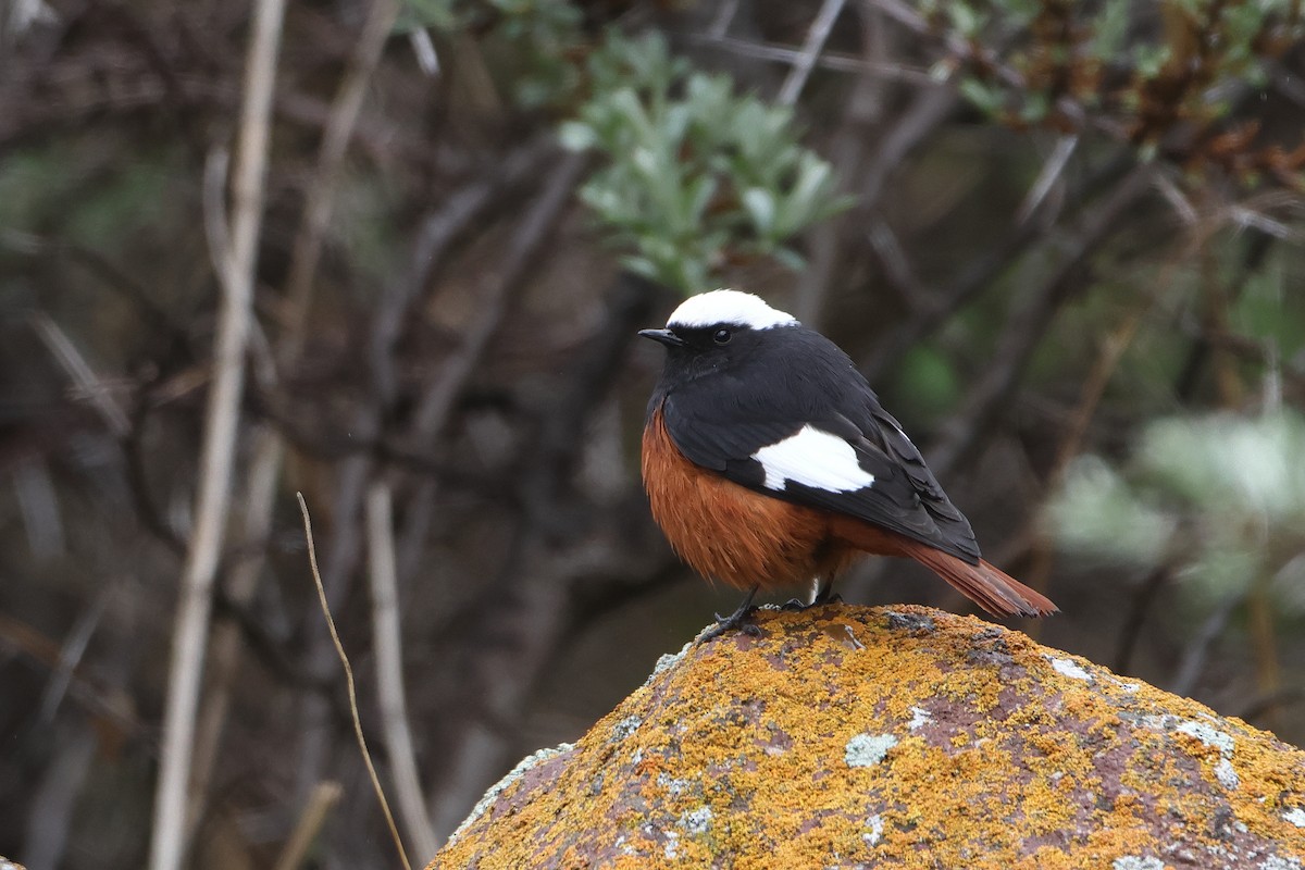 White-winged Redstart - ML622643158