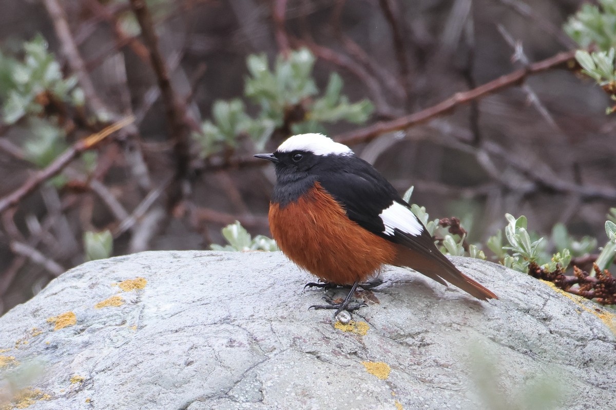 White-winged Redstart - ML622643159