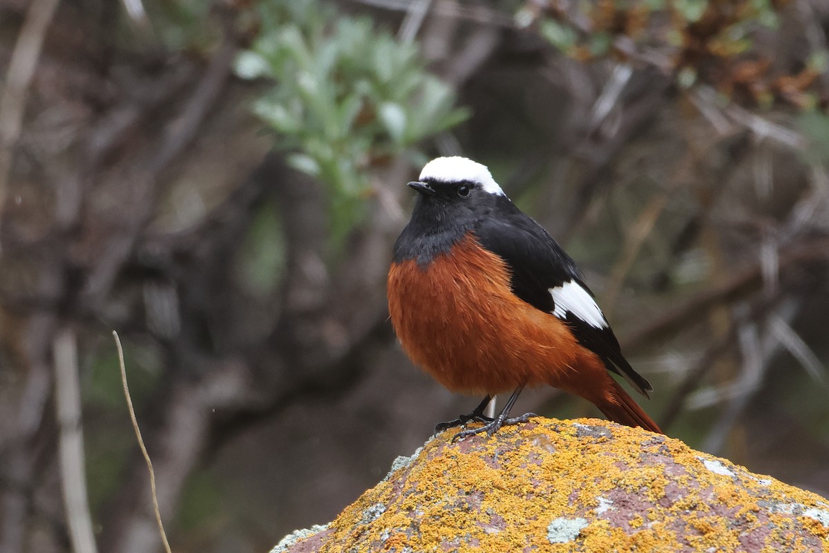 White-winged Redstart - ML622643160