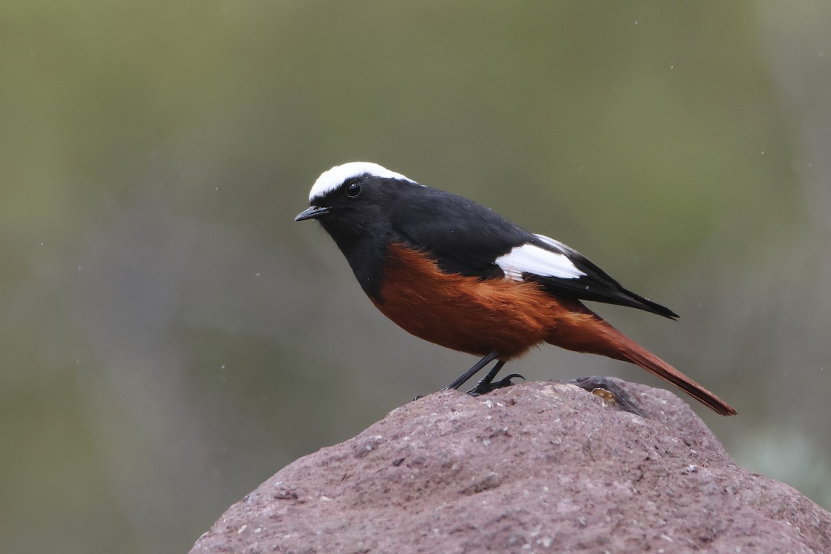 White-winged Redstart - ML622643162