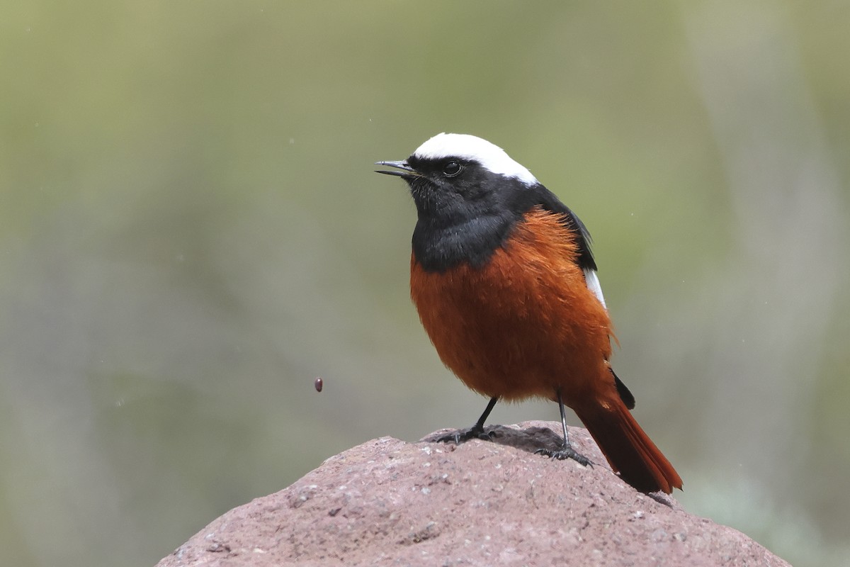 White-winged Redstart - ML622643164