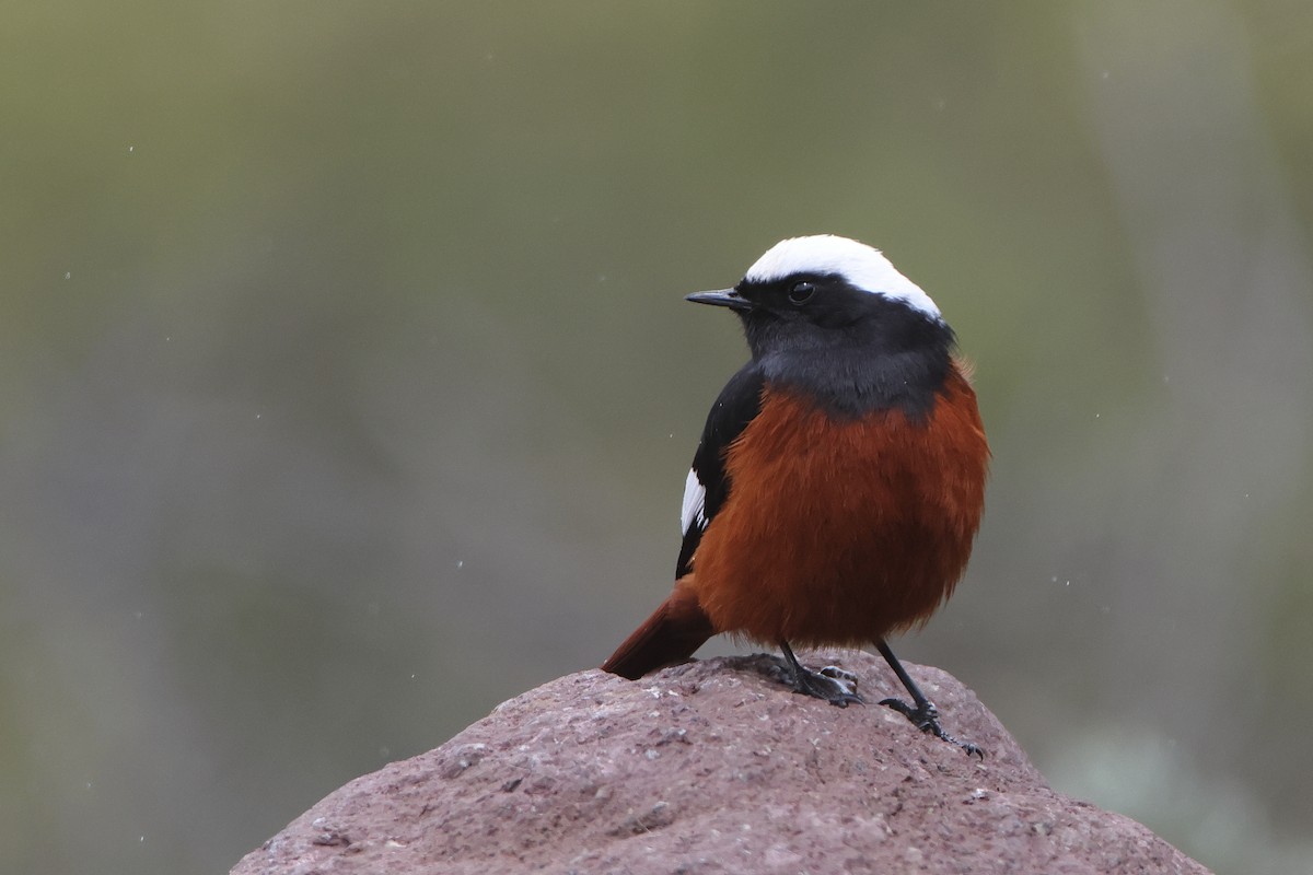 White-winged Redstart - ML622643165