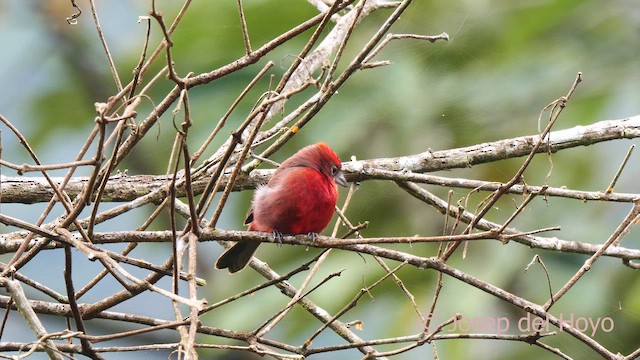 Red-crested Finch - ML622643204