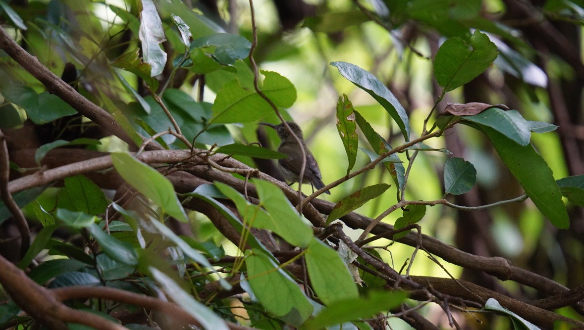 Vigors's Sunbird - Abhijit Ghaskadbi