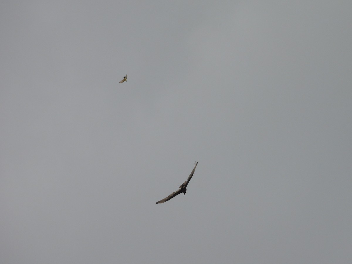 yellow-bellied kingbird sp. - ML622643221