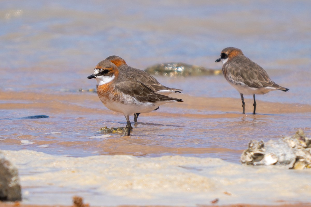 Siberian Sand-Plover - ML622643247