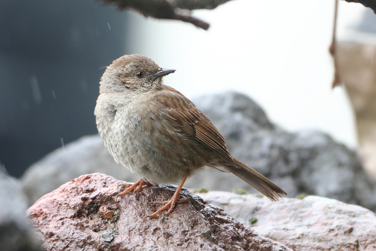 Dunnock - ML622643259