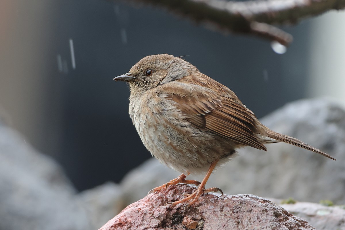 Dunnock - ML622643262