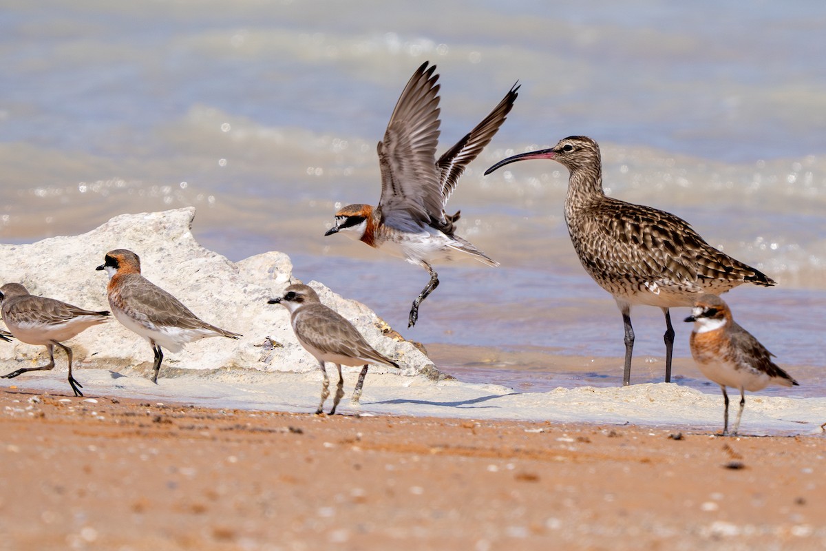 Siberian Sand-Plover - ML622643266