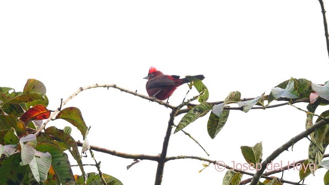 Red-crested Finch - ML622643321