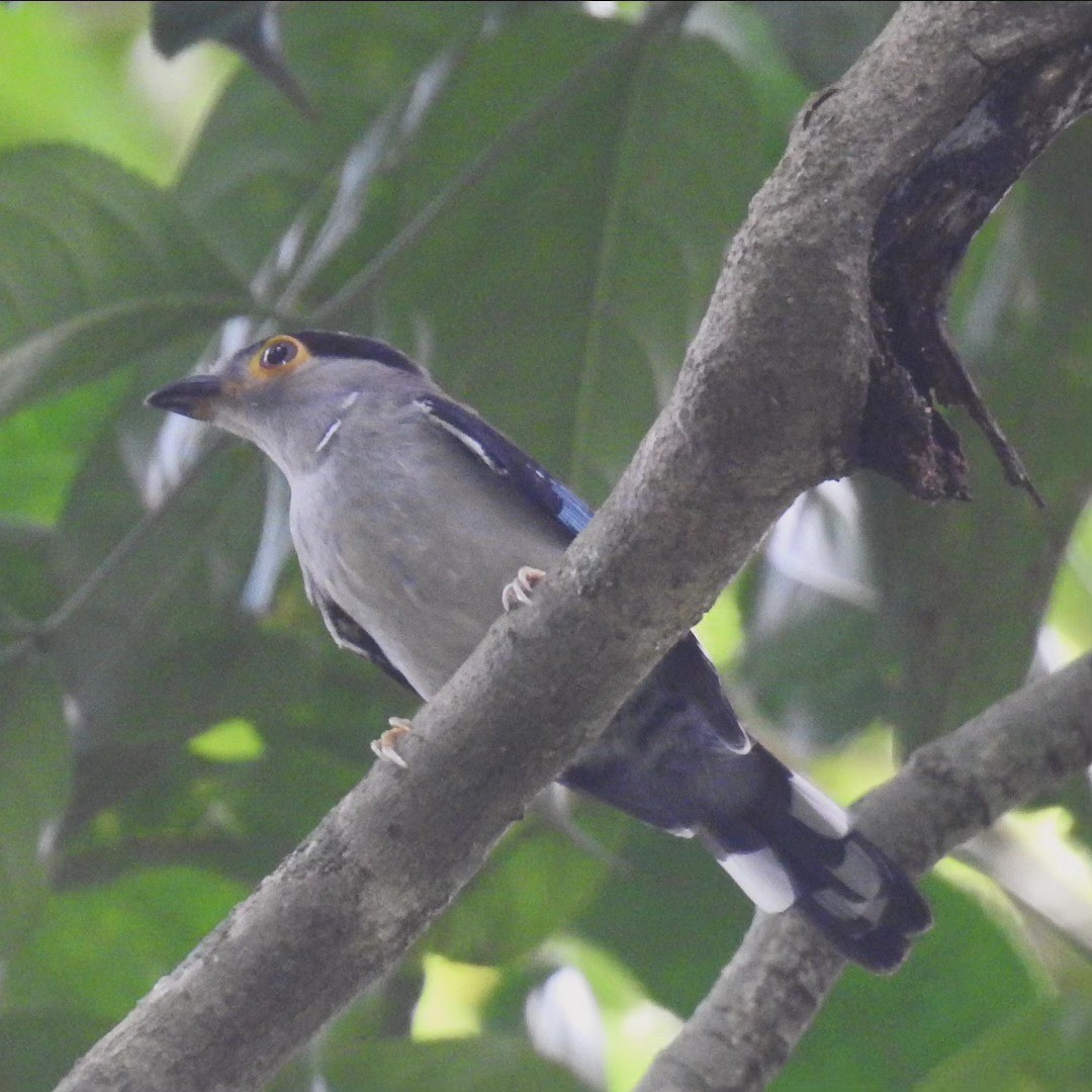 Gray-lored Broadbill - ML622643360