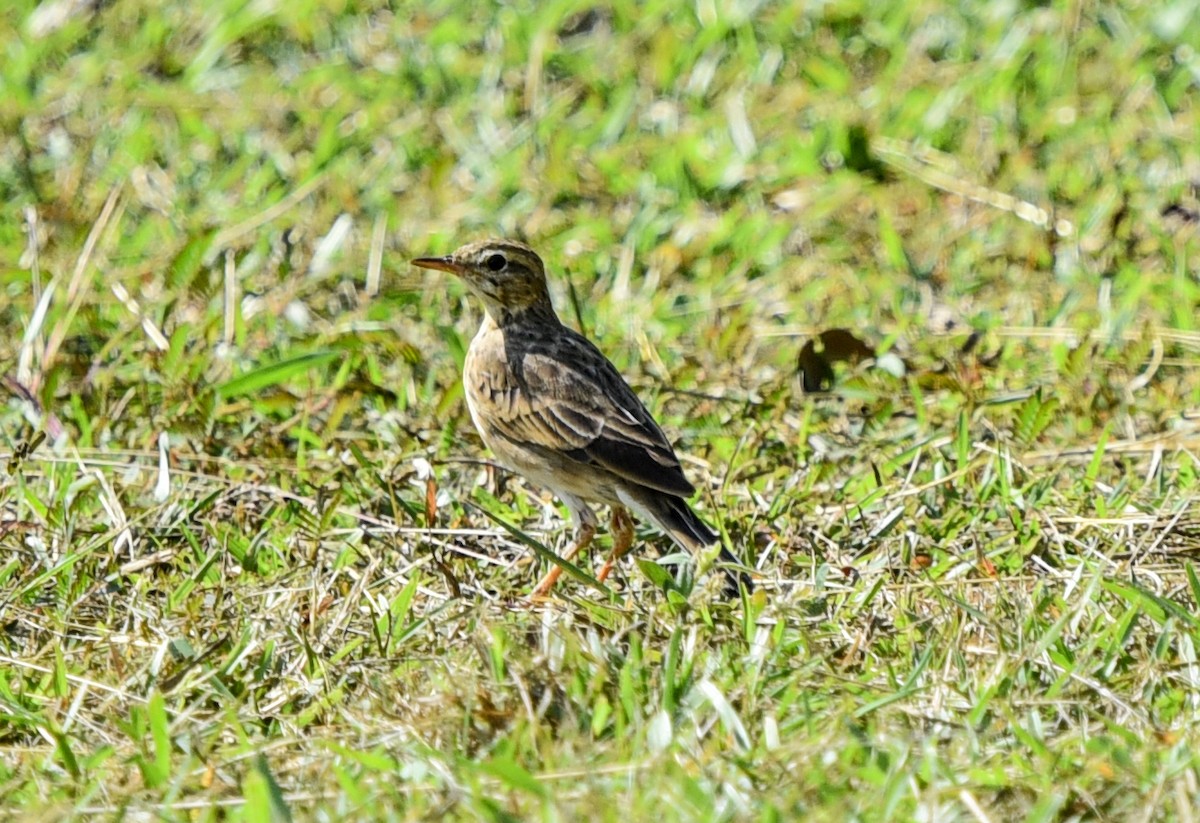 Paddyfield Pipit - ML622643361