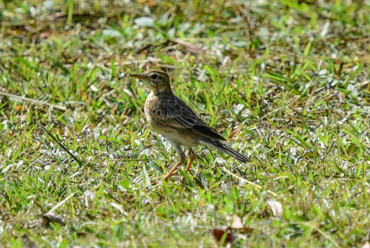 Paddyfield Pipit - ML622643362