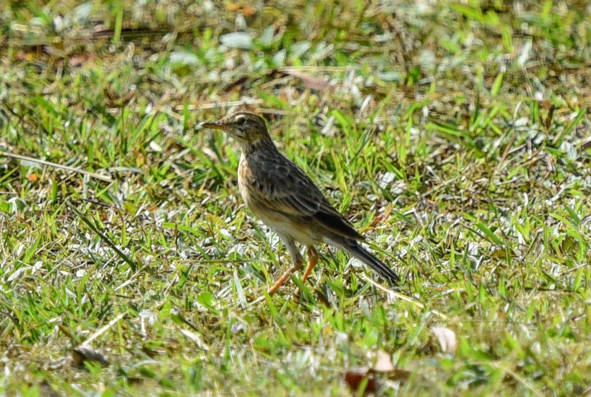 Paddyfield Pipit - ML622643363