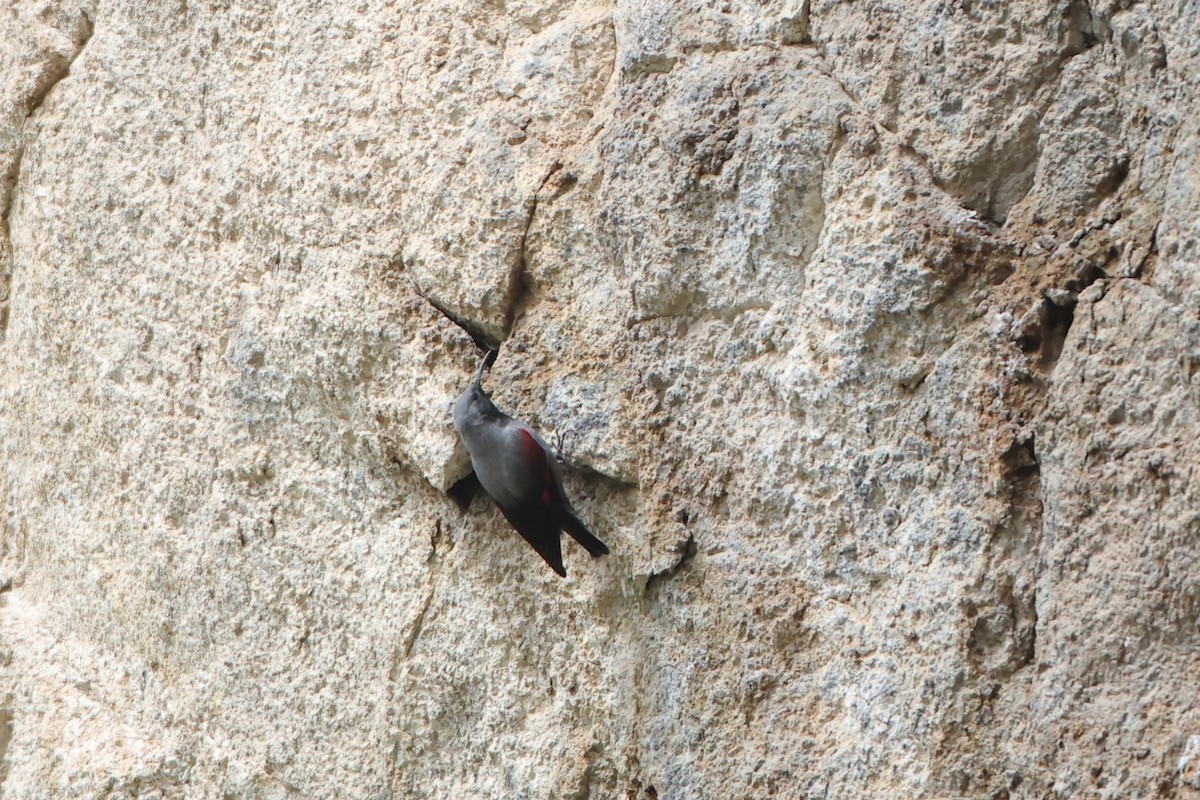 Wallcreeper - ML622643396