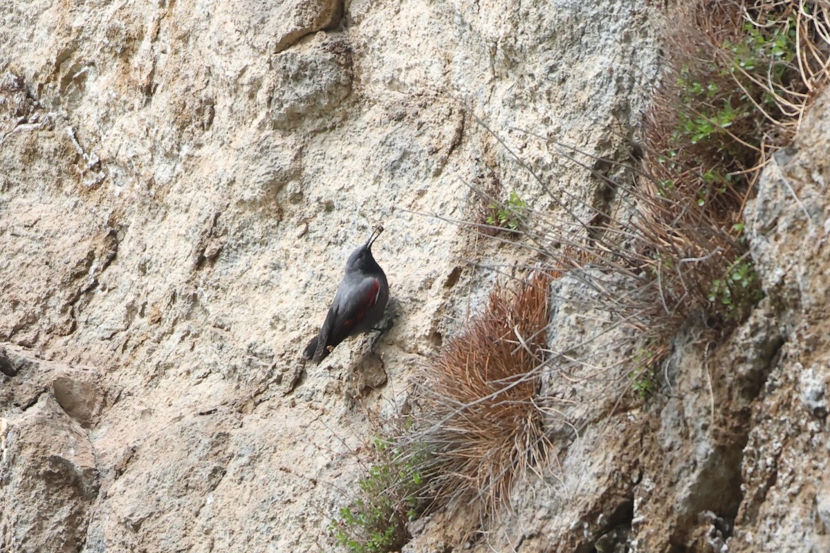 Wallcreeper - ML622643397