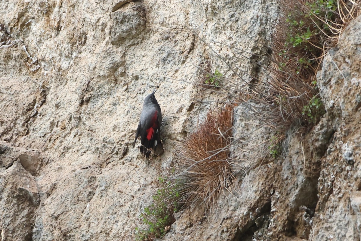 Wallcreeper - ML622643398