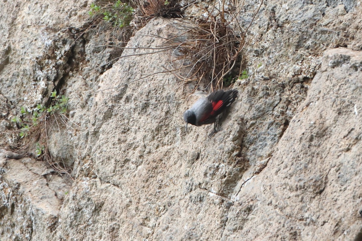 Wallcreeper - ML622643399