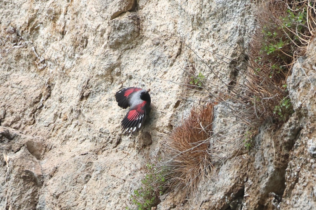 Wallcreeper - ML622643400