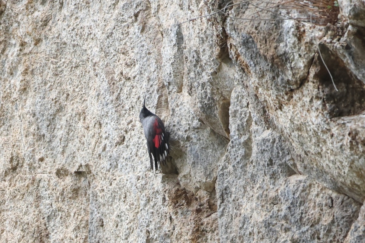 Wallcreeper - ML622643401