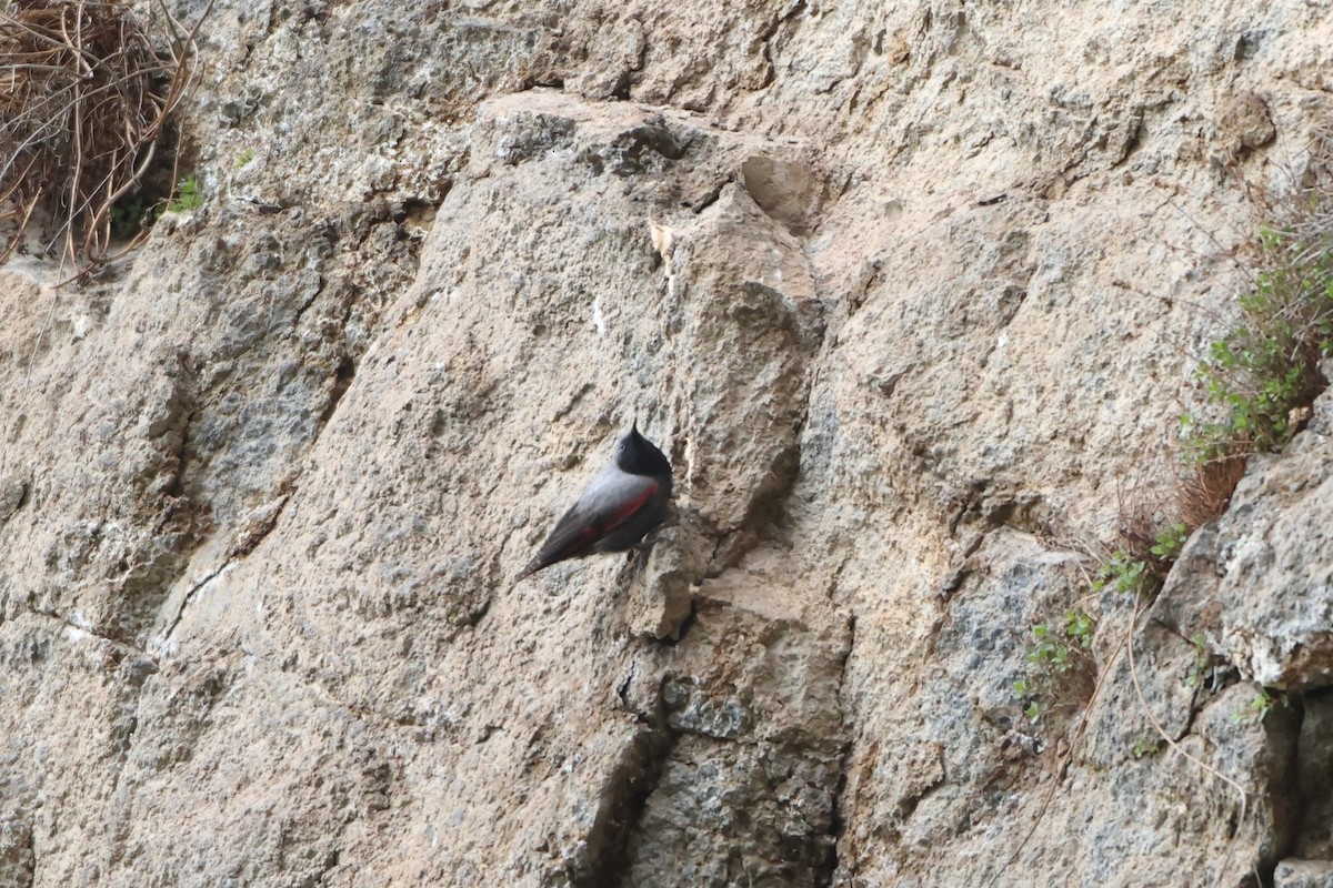 Wallcreeper - ML622643402