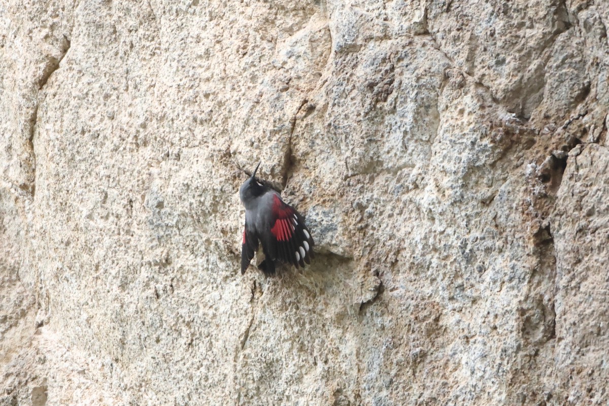 Wallcreeper - ML622643403