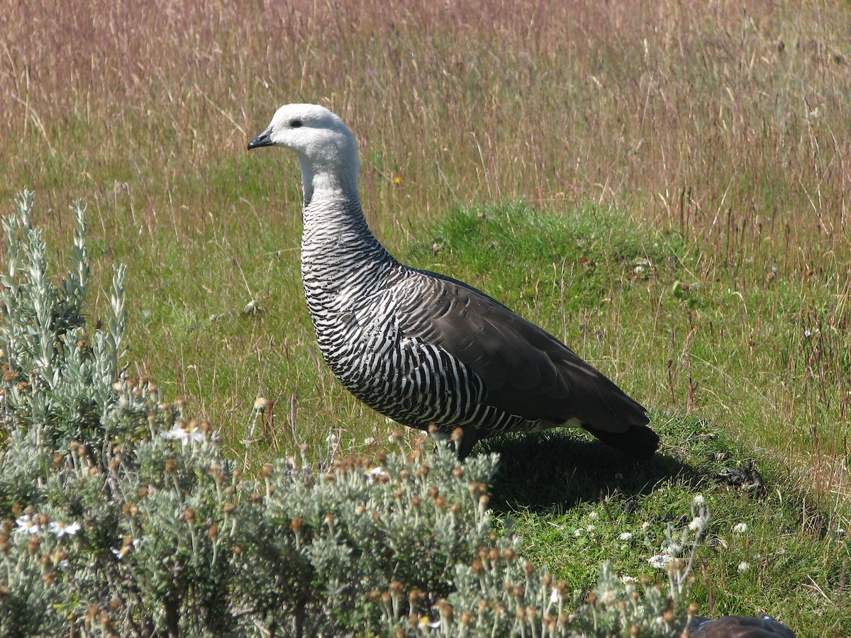 Upland Goose - ML622643413