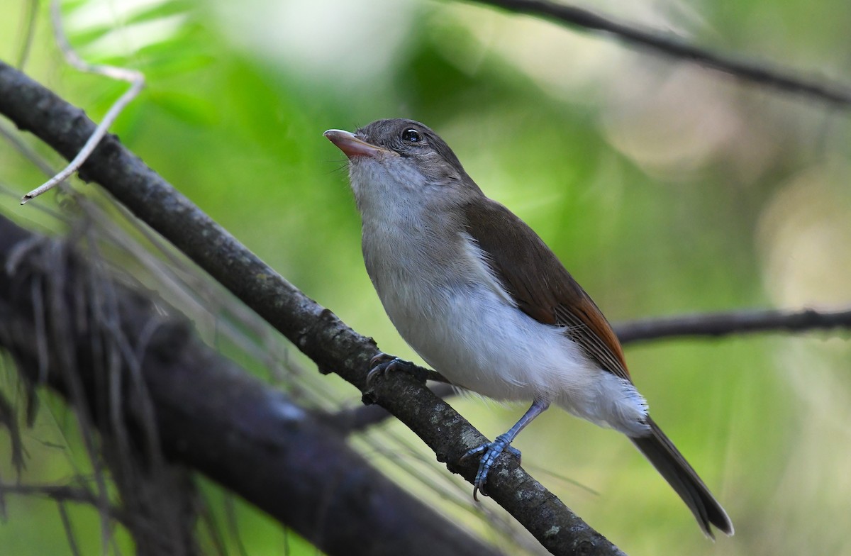 Mangrove Whistler - ML622643430