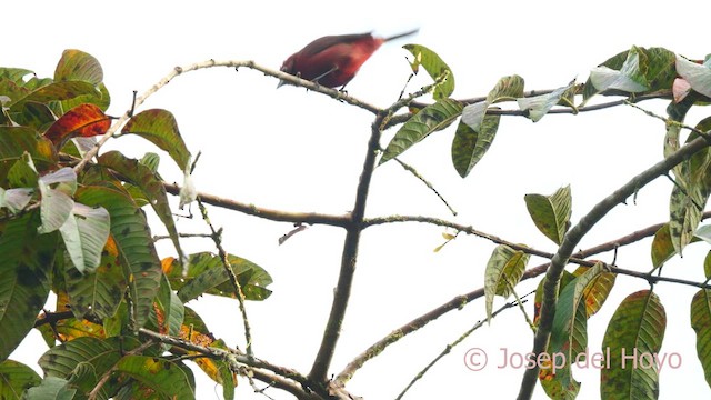 Red-crested Finch - ML622643431