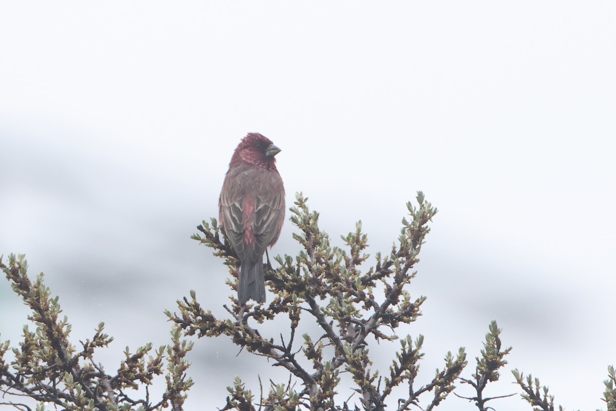 Great Rosefinch (Great) - ML622643448