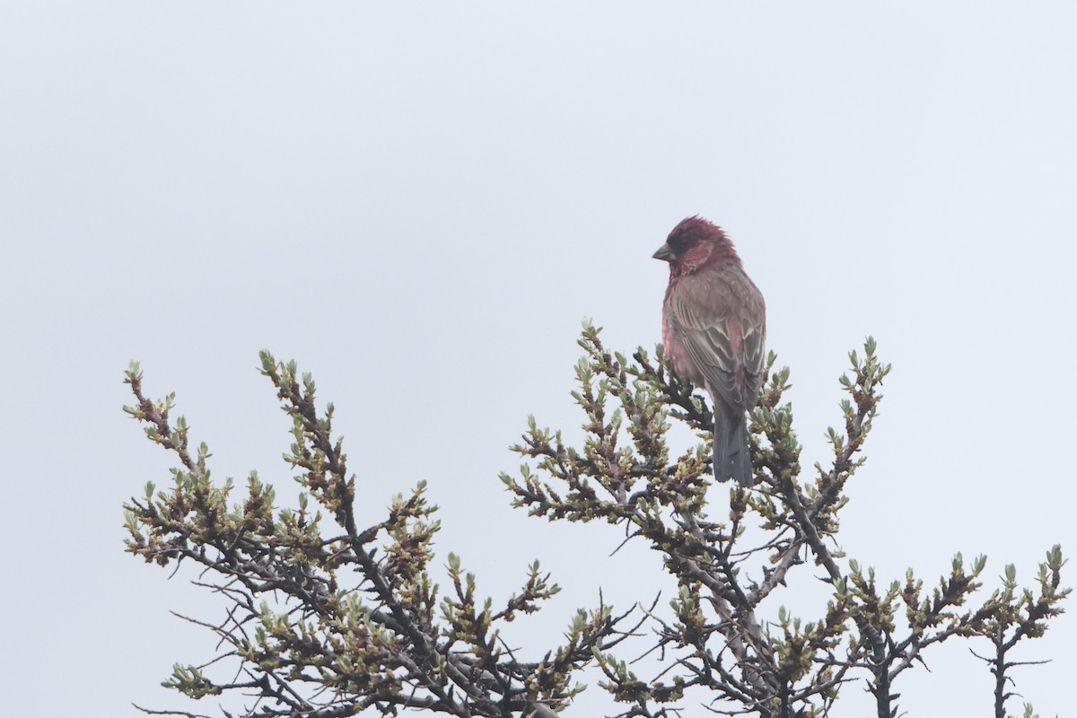 Great Rosefinch (Great) - Ohad Sherer