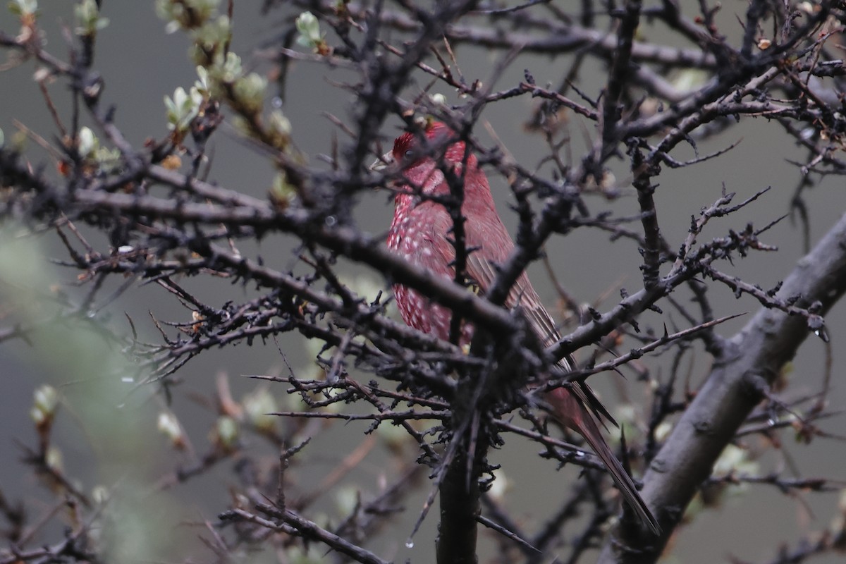 Great Rosefinch (Great) - Ohad Sherer