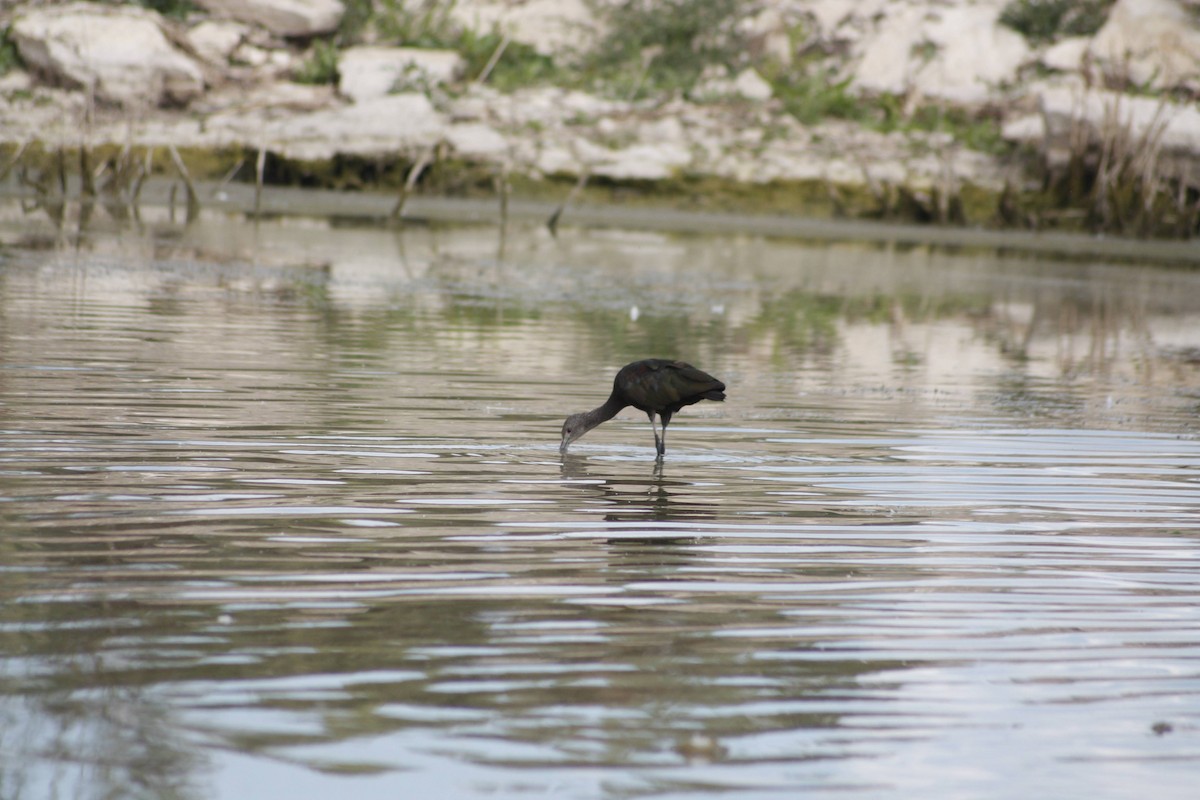 White-faced Ibis - ML622643484