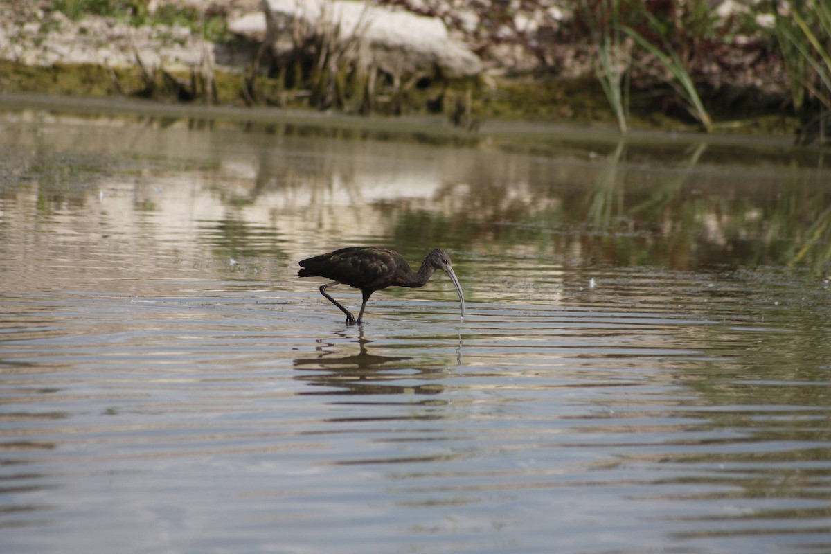 White-faced Ibis - ML622643486