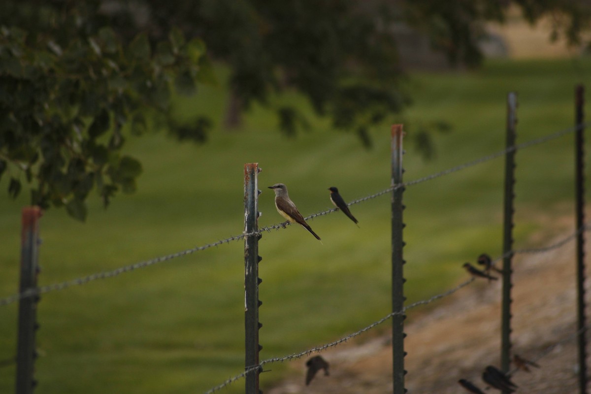 Western Kingbird - ML622643495